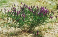 pianta fiorita di Astragalus adsurgens Pall. con molte spighe di fiori viola cresce in un campo arido