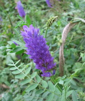 piante da fiore di Astragalus adsurgens Pall. con spighe di fiori viola e foglie verdi crescono nei boschi