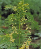 en blomstrende plante af Astragalus complanatus R.Brown. med mange hængende gule blomster og grønne blade vokser på marken