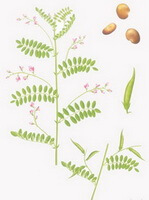 un disegno colorato di Astragalus complanatus R.Brown., fusto e foglie verdi, piccoli fiori e semi