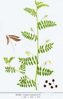 disegno colorato di Astragalus complanatus R. Brown, parti della pianta, foglie e steli verdi, baccelli e semi