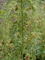 una pianta fiorita di Astragalus chinensis L.f. cresce in campo