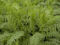 piante di Astragalus chinensis L.f. crescono in campo