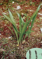 Curculigo orchioides Gaertn.:pianta in crescita