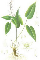 Epimedium pubesens Maxim:disegno di parti di piante