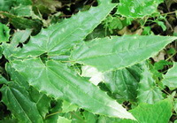 Epimedium wushanense:plante en croissance