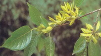 Eucommia ulmoides Oliv.:blomstrende træ