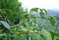 Eucommia ulmoides Oliv.:albero che cresce