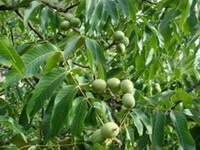Juglans regia L.:fruiting tree