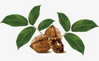 Juglans regia L.:walnuts