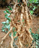 Morinda officinalis How.:roots