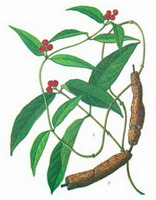 Morinda officinalis How.:dessin de parties de plantes