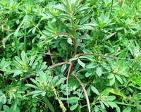 Trigonella foenum-graecum:plants