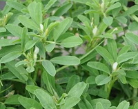 Trigonella foenum-graecum:flowering plant