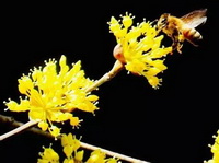 petits épis de fleurs jaunes de Cornus officinalis Sieb. et Zucc. et abeille mellifère