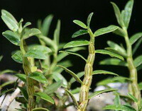 Dendrobium candidum Wall. ex Lindl.:piante in crescita