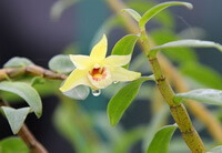 Dendrobium candidum Wall. ex Lindl.:plantes fleuries