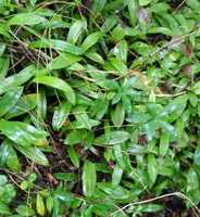 Dendrobium chrysanthum Wall.:piante in crescita