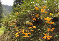 Dendrobium chrysanthum Wall.:plantes fleuries