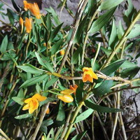 Dendrobium chrysanthum Wall.:blomstrende planter