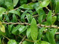 Dendrobium fimbriatum Hook.var.oculatum Hook.:piante in crescita