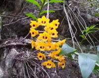 Dendrobium fimbriatum Hook.var.oculatum Hook.:blomstrende planter