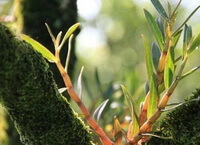 Dendrobium fimbriatum Hook.var.oculatum Hook.:plants grow on tree