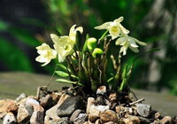 Dendrobium loddigesii Rolfe:blomstrende planter
