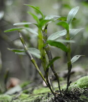 Dendrobium nobile Lindl.:piante in crescita