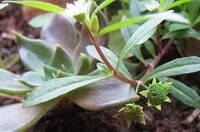 ramo fiorito di Eclipta prostrata L. con piccoli fiori bianchi