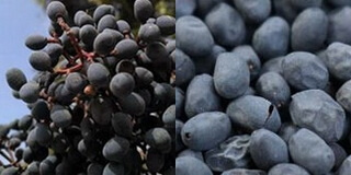 frutto di ligustro lucido:frutta matura e frutta matura secca