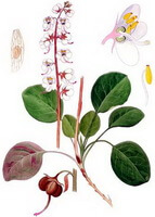 Pyrola calliantha H. Andres.:disegno di parti di piante