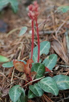 Pyrola calliantha H. Andres.:blomstrende planter