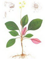 Pyrola decorata H. Andres.:dessin de parties de plantes
