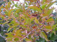Scurrula parasitica L.:growing plant