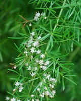 Asparagus cochin-chinensis Lour.Merr.:flowering plant