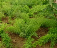 Asparagus cochin-chinensis Lour.Merr.:piante in crescita