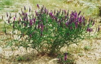 Astragalus adsurgens Pall.:pianta in fiore