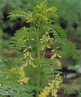 Astragalus complanatus R.Brown.:pianta in fiore