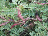 Astragalus complanatus R.Brown.:voksende plante med bælge