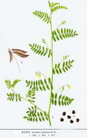 Astragalus complanatus R.Brown.:disegno di parti di piante