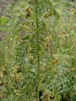 Astragalus sinensis L.:pianta in fiore