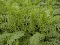 Astragalus sinensis L.:plante en croissance