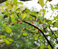 Cornus officinalis Sieb. et Zucc.:arbre fruitier