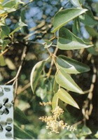Ligustrum lucidum Ait.:flowering tree