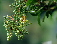 Ligustrum lucidum Ait.:green fruits
