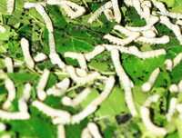 mulberry leaves and silkworm