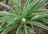 Ophiopogon bodinieri Levl.:blomstrende plante