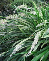 Ophiopogon bodinieri Levl.:plantes fleuries
