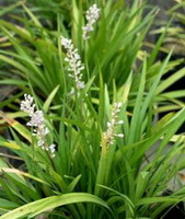 Ophiopogon japonicus L.f.Ker-Gawl.:piante da fiore